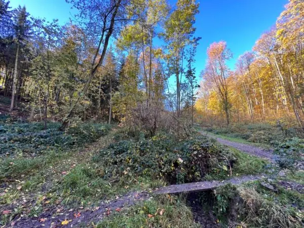 Revitalizace a průsek pěší stezky v Šárce v okolí „Zlodějky“
