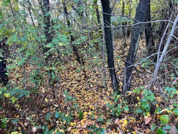 Revitalizace a průsek pěší stezky v Šárce v okolí „Zlodějky“