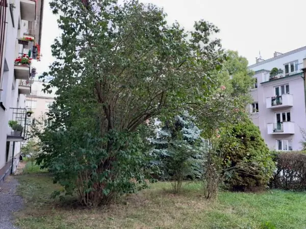 Revitalizace veřejného pozemku v okolí domu