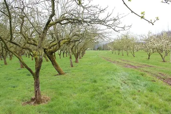 Roubování ovocných stromů s kurzy pro veřejnost
